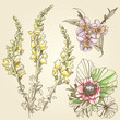 Vektor: Flower Illustration Flower Illustration