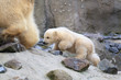 Polar bear cub (Vicks) follow his mother. Polar bear cub (Vicks) follow his mother.