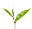 Green close up tea leaves on white background