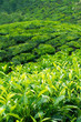 Tea Plantations at Munnar, India