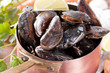 Muscheln Roh