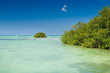Mangrove green forest in a blue ocean in summer Mangrove green forest in a blue ocean in summer