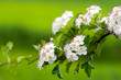 Green nature background