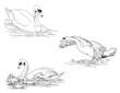 swan sketch collection