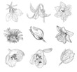 flower sketch collection