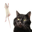 Cat and rat