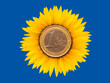 Sunflower-coins
