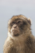 Gibralter Barbary ape