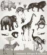Animaux Afrique et savanne