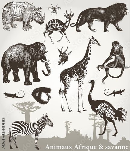 Vector: Animaux Afrique et savanne Animaux Afrique et savanne