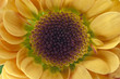 gerbera in miniatura