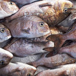 Gilthead sea bream fish at the local market, natural bacground
