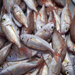 common pandora fish at the central market, natural background