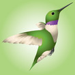 Vektor: Hummingbird Hummingbird