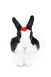 Foto: rabbit with red heart isolated rabbit with red heart isolated