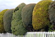 Photo: Nurtered bushes Nurtered bushes