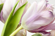 Tulip Tulip