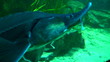 Beautiful fishes in an aquarium