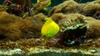 Beautiful fishes in an aquarium