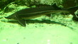 Beautiful fishes in an aquarium
