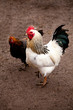 Young white cock and hen on a farm with a comb