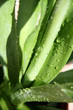 choca vert, Furcraea foetida
