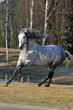 white andalusian stallion runs gallop on the meadow