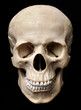 Foto: Human skull model Human skull model