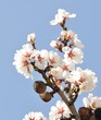 amandier en fleur