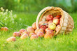 Healthy Organic Apples in the Basket