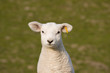 Photo: Lämmle Lämmle