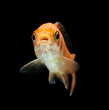 Goldfisch rotorange schwarz5