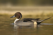 Northern Pintail,