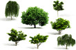3d tree pack - render on white background 3d tree pack - render on white background