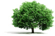 3d tree render on white background