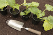 Planting of vegetable seeds in prepared soil rows