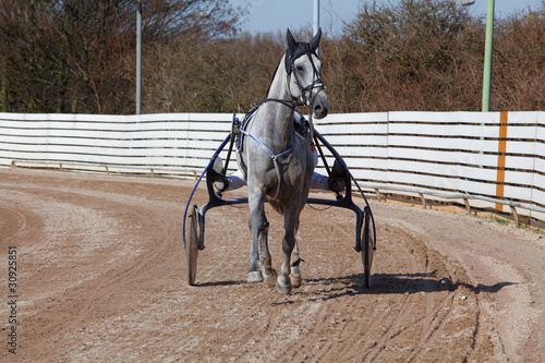 Photo: harnes racing. horse harnes racing. horse