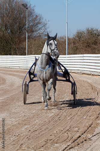 Photo: harness racing. horse harness racing. horse
