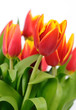 beautiful red tulips closeup on white background beautiful red tulips closeup on white background