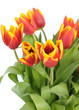 beautiful red tulips closeup on white background beautiful red tulips closeup on white background