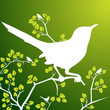 Bird on Branch