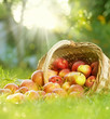 Healthy Organic Apples in the Basket Healthy Organic Apples in the Basket