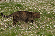 Gatto in caccia Gatto in caccia