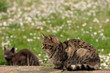Cat Cat
