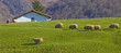 Farm and flock of sheep in the valley of BaztÃ¡n, Navarra