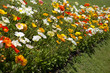 coquelicots jardin printemps parc plantation fleur végétation