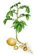 Potatoes