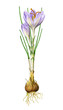 crocus