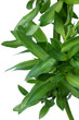 bulbilles de choca vert, Furcraea foetida