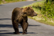 Photo: Brown Bear, Alaska Brown Bear, Alaska
